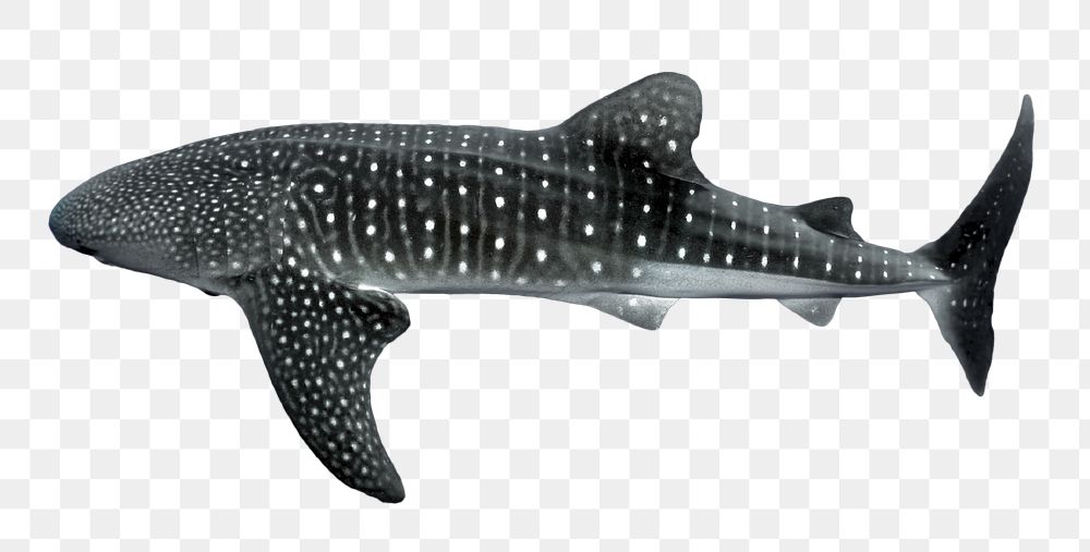 Whale shark png sticker, sea animal image, transparent background