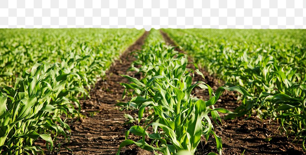 Green corn field png border, transparent background