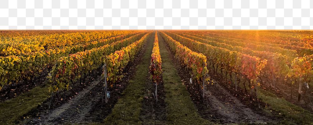 Grape field png border, transparent background
