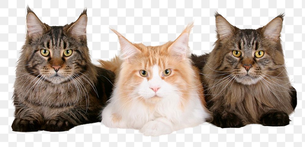 Maine Coon cats png sticker, pet animal cut out, transparent background