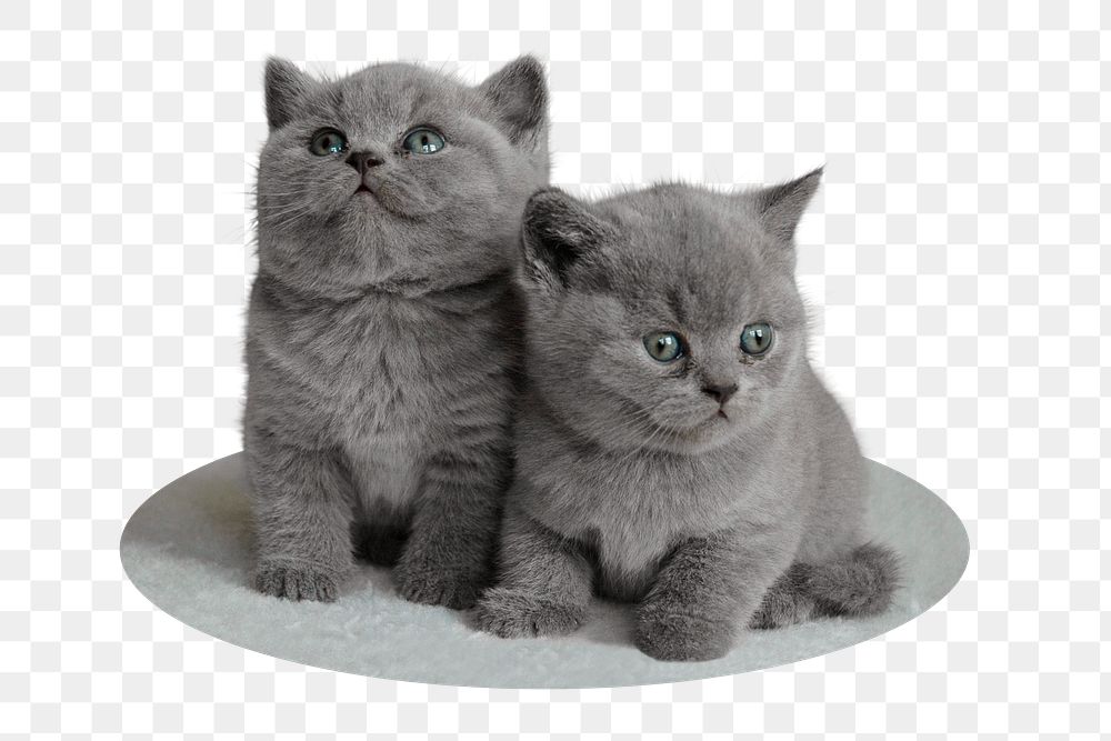 British short hair png kittens sticker, animal, transparent background
