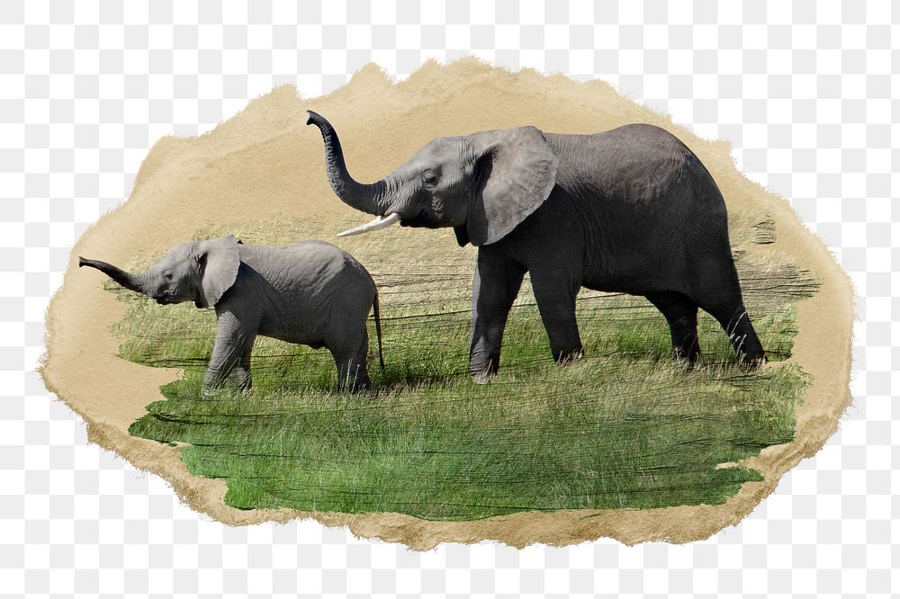Elephants png sticker, ripped paper, transparent background