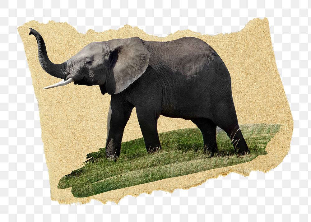 Elephant png sticker, ripped paper, transparent background