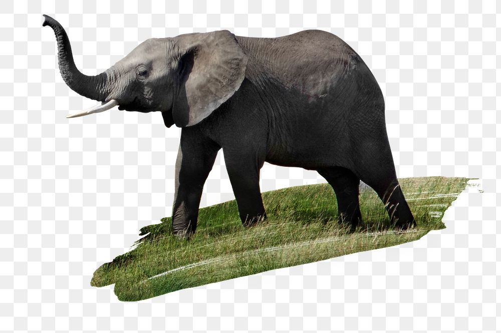 Elephant png sticker, animal, transparent background