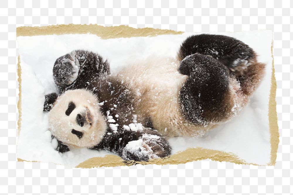 Panda png in snow, animal sticker, ripped paper, transparent background