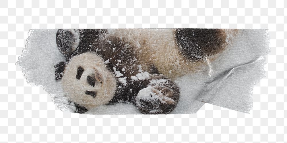 Panda png in snow, animal sticker, washi tape, transparent background