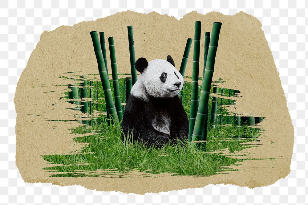 Panda bear png sticker, ripped paper, transparent background