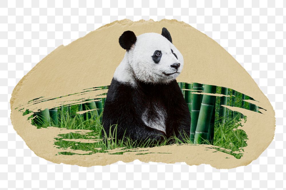Panda bear png sticker, ripped paper, transparent background