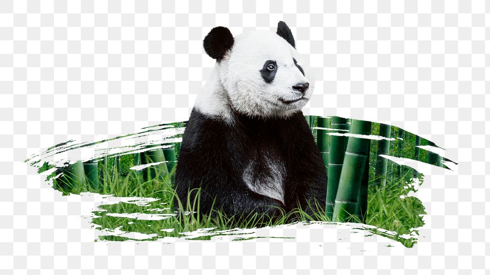 Panda bear png sticker, animal, transparent background