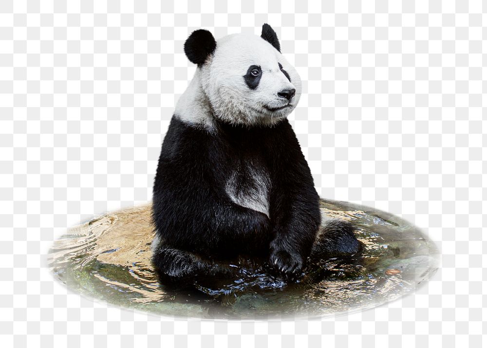 Panda bear png sticker, animal, transparent background