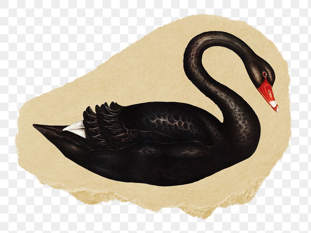 Black swan png sticker, vintage artwork, transparent background, ripped paper badge