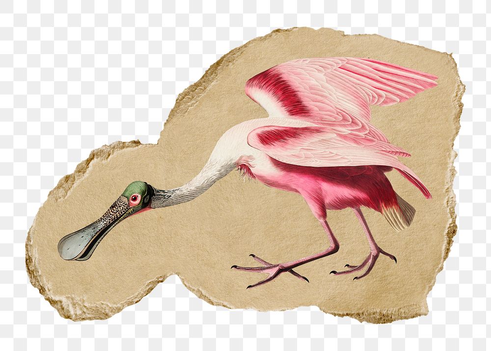 Roseate Spoonbill bird png sticker, George Barbier-inspired vintage artwork, transparent background, ripped paper badge
