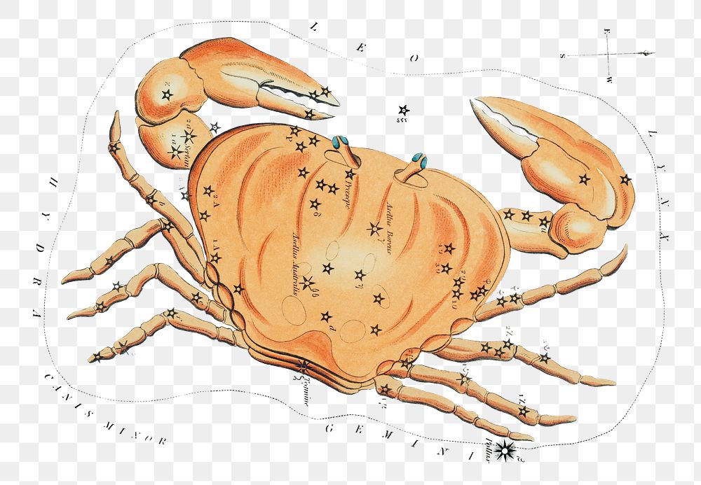 Crab constellation png sticker, zodiac animal cut out, transparent background