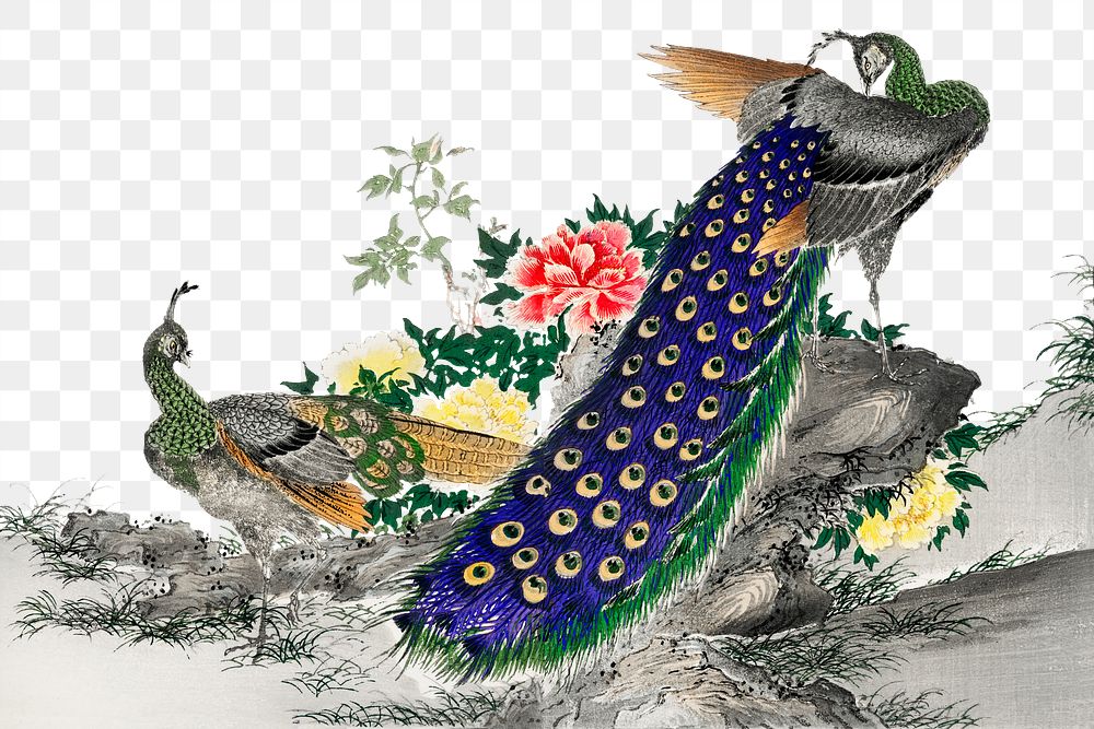 Png peacock sticker, bird vintage illustration, transparent background