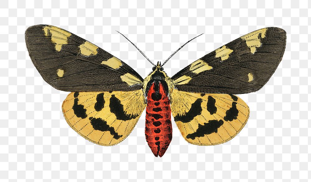 Png moth sticker, vintage insect illustration, transparent background