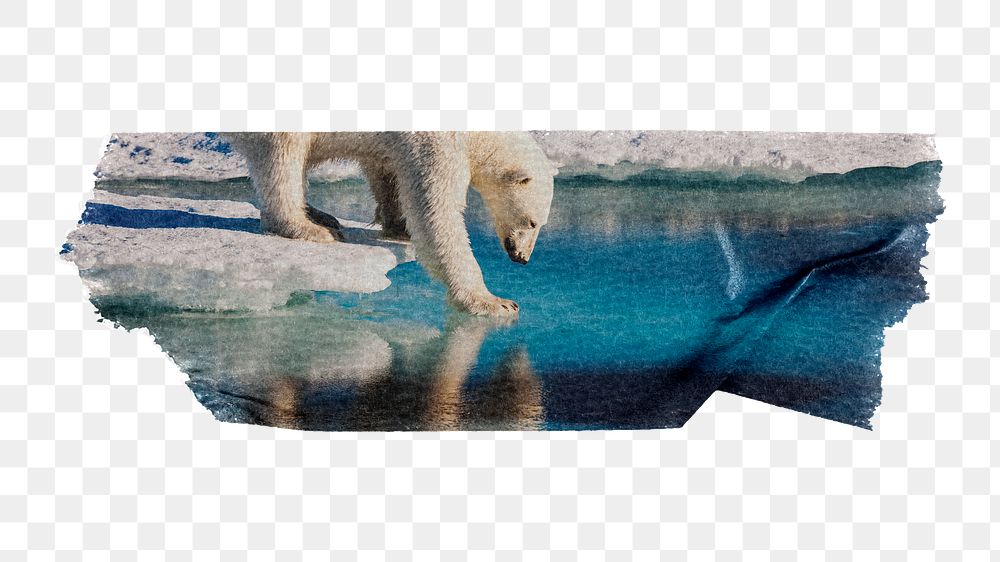 Polar bear png, animal sticker, washi tape, transparent background