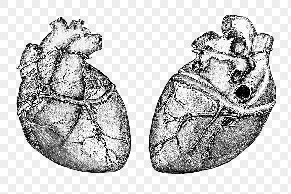 Realistic hearts png sticker, medical illustration, transparent background
