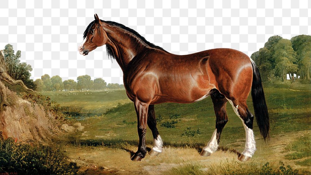 PNG horse in the field, collage element, transparent background