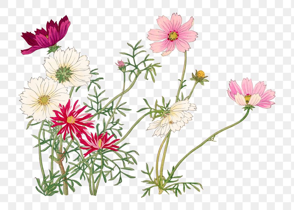 Cosmos flower png sticker, Japanese ukiyo e art, transparent background