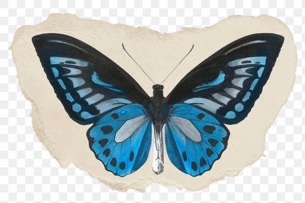 Blue butterfly png sticker, ripped paper on transparent background