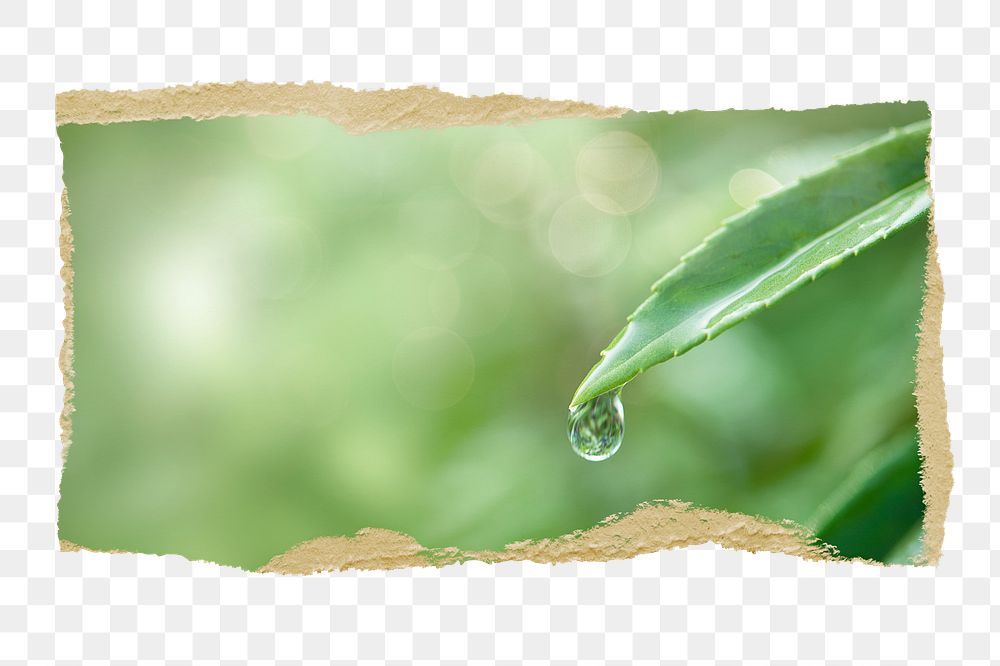 Water drop png leaf environment sticker, ripped paper, transparent background