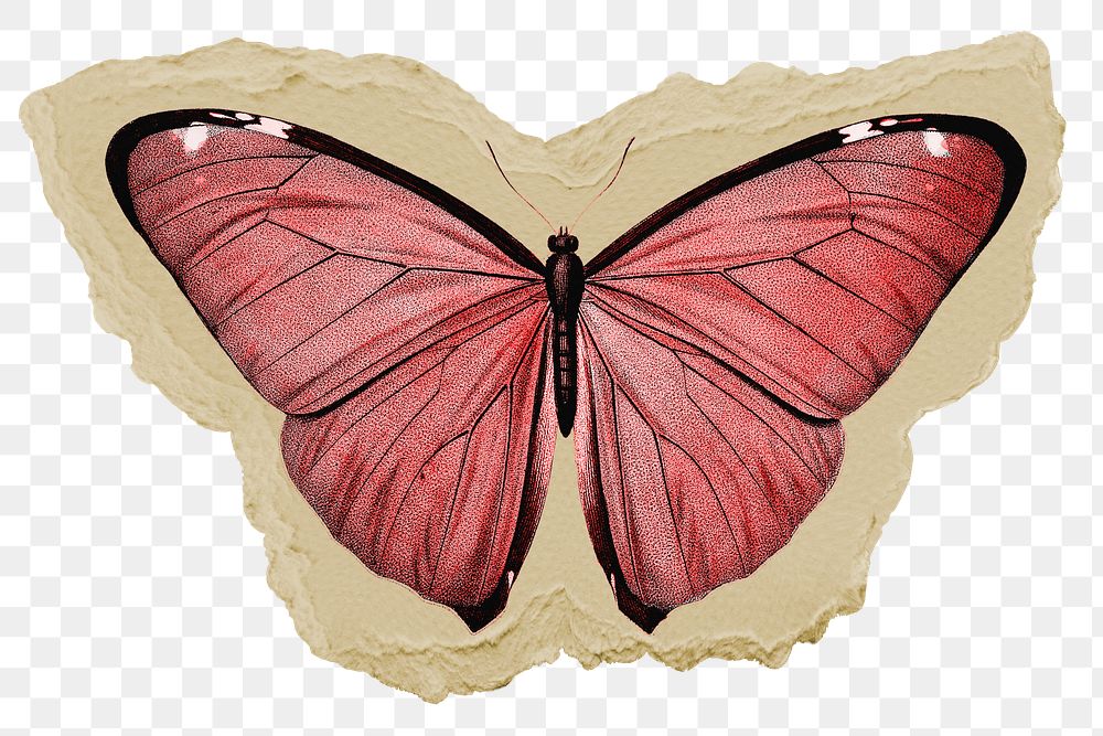 Beautiful butterfly png sticker, ripped paper, transparent background