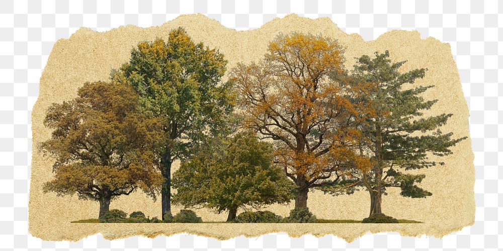Autumn trees png sticker, ripped paper, transparent background
