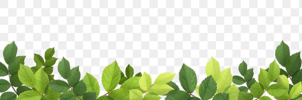 Green leaf png border sticker, transparent background