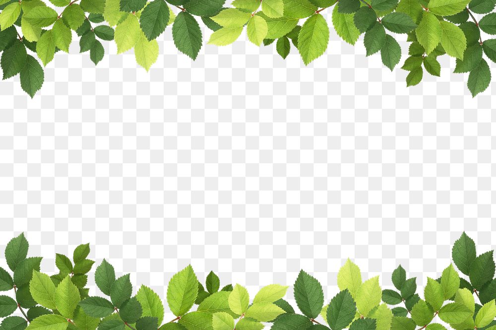 Green leaf png border frame, transparent background