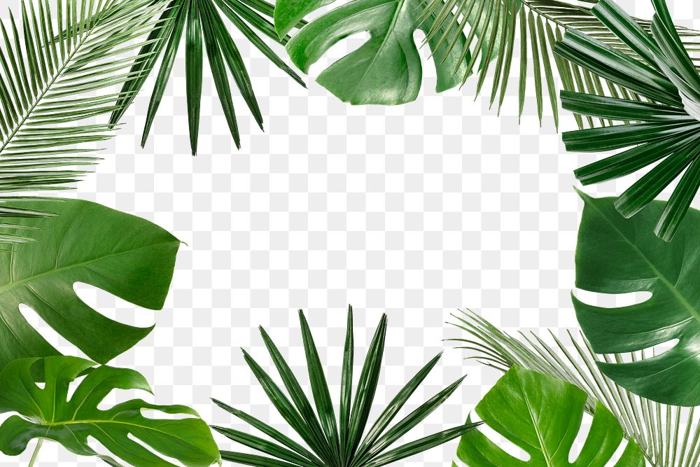 Tropical leaf png frame, transparent background