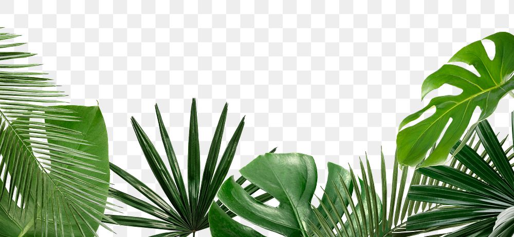 Tropical leaf png border, transparent background