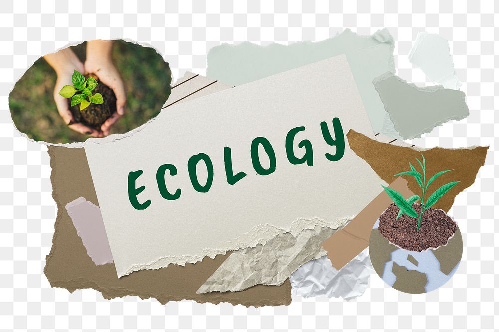 Ecology png word sticker typography, environment aesthetic paper collage, transparent background