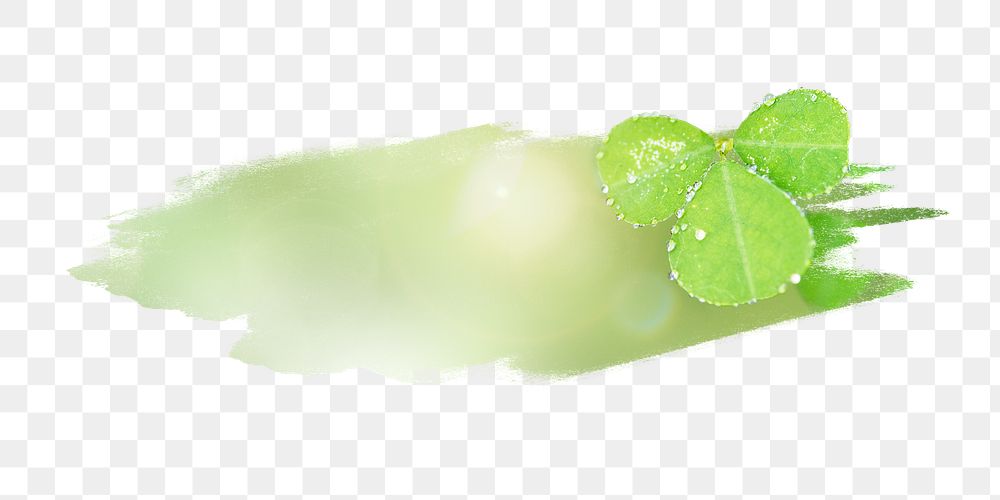 PNG Green leaves with water drops, collage element, transparent background