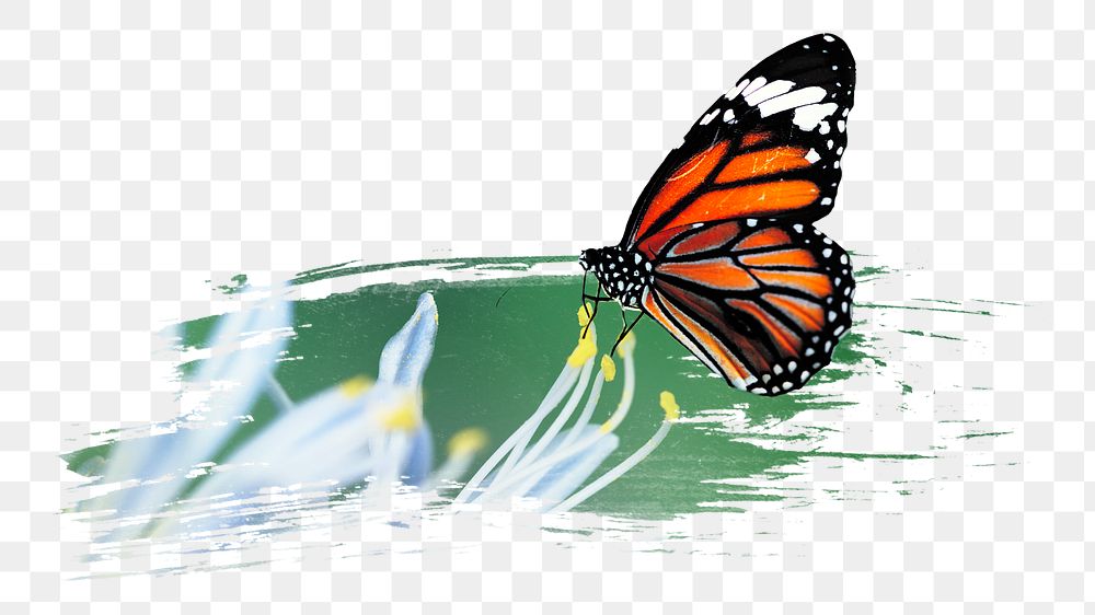 Monarch butterfly png sticker, animal, transparent background
