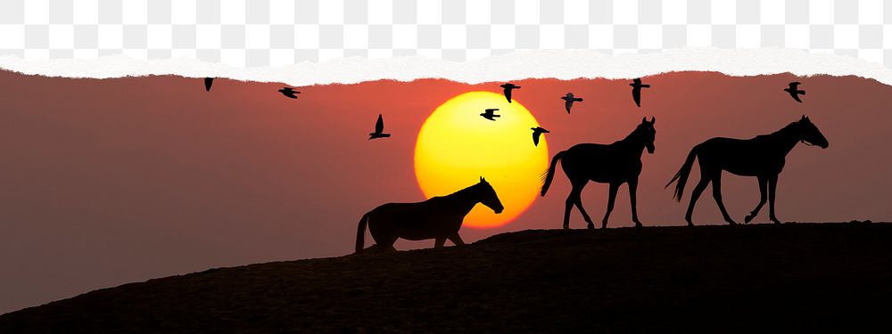 Horses silhouette png border, transparent background, animal sunset border