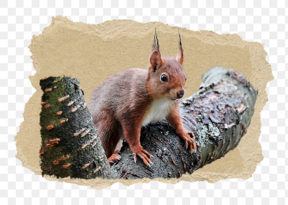 Wild squirrel png sticker, ripped paper, transparent background