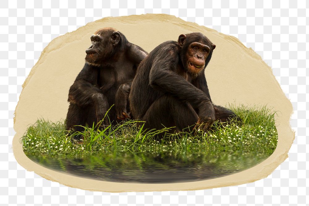 Chimpanzee monkey png sticker, ripped paper, transparent background