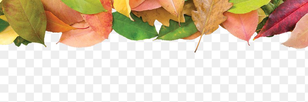 Autumn leaves png border, transparent background
