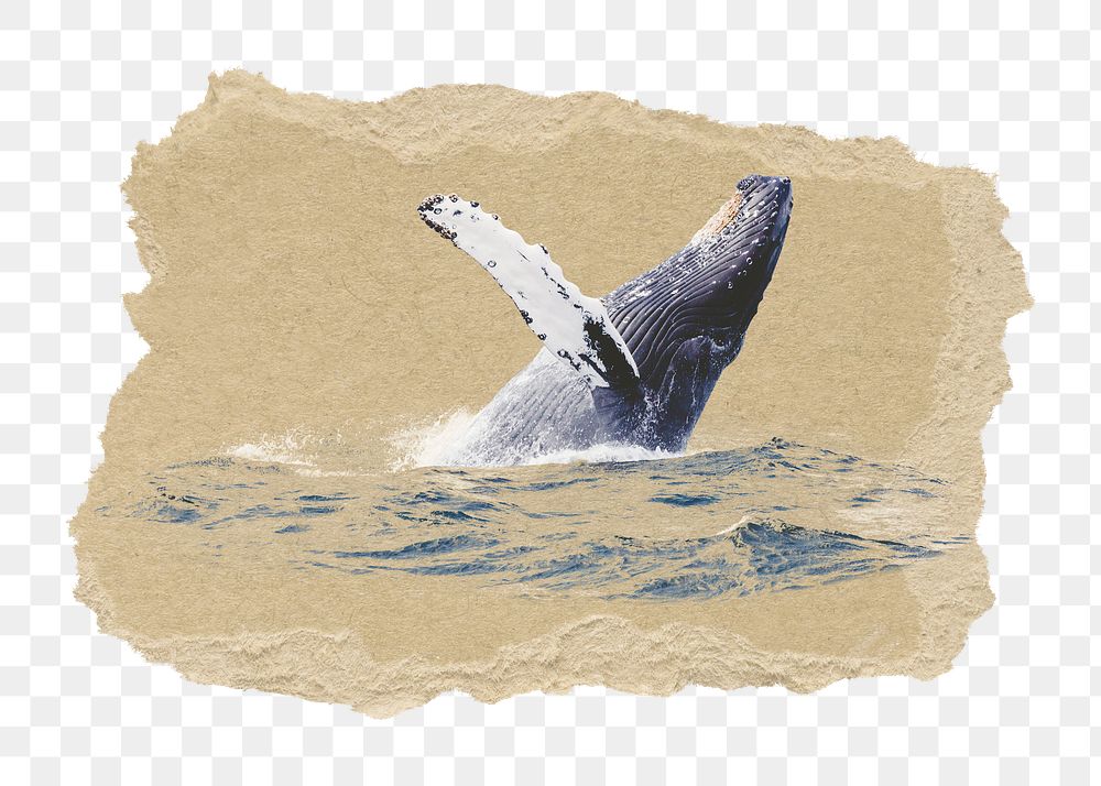 Whale png sticker, ripped paper, transparent background