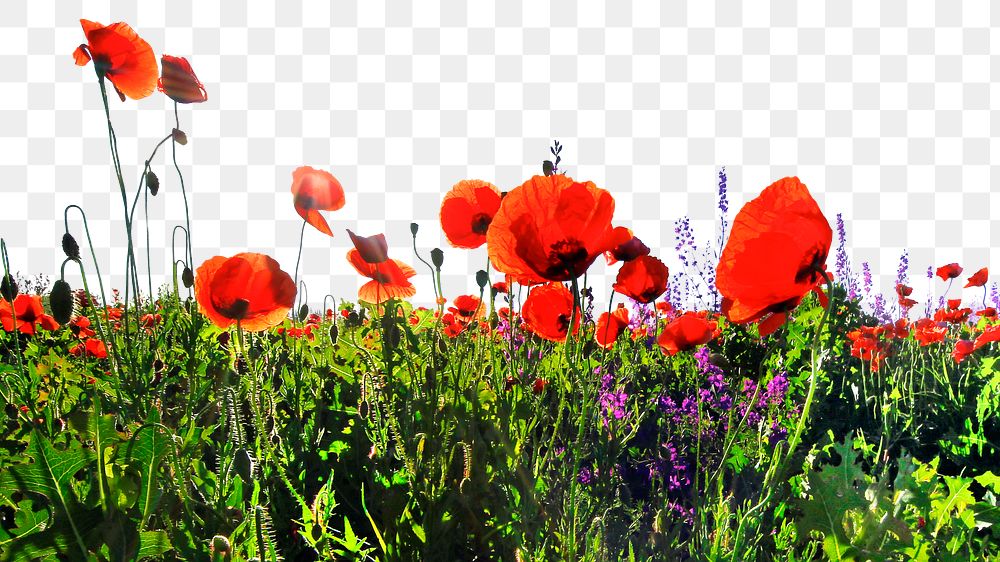 Red poppies png border sticker, nature on transparent background