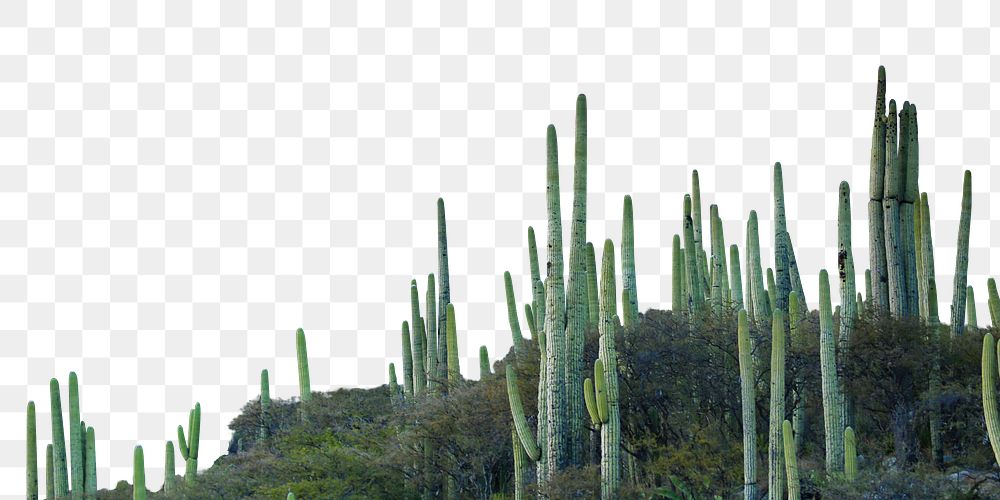 Cactus landscape png border, transparent background