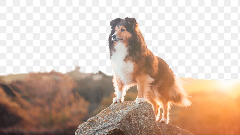 Sheltie dog png border, animal, transparent background