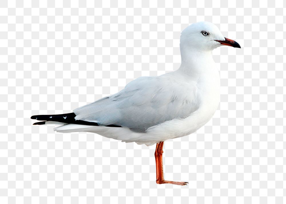 White seagull png bird sticker, animal photo, transparent background