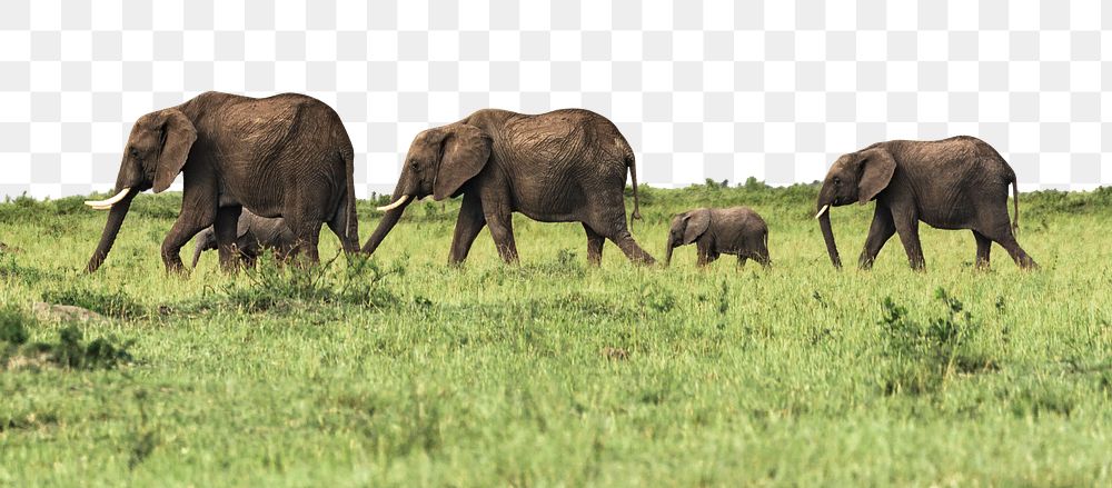 Elephants herd png border sticker, animal, transparent background