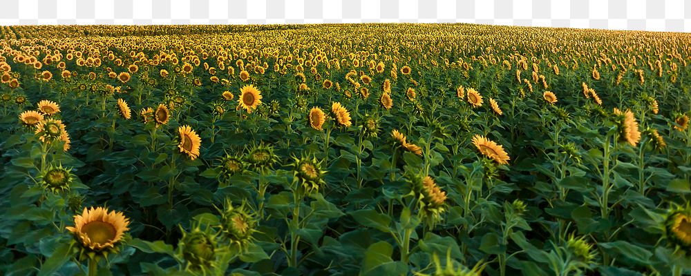 Sunflower field png border sticker, nature on transparent background