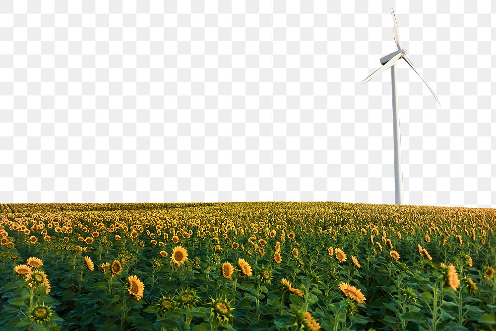 Sunflower field png border sticker, nature on transparent background