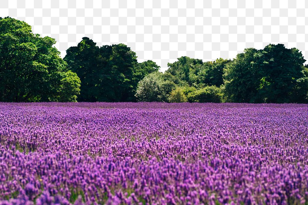 Lavender field png border, transparent background