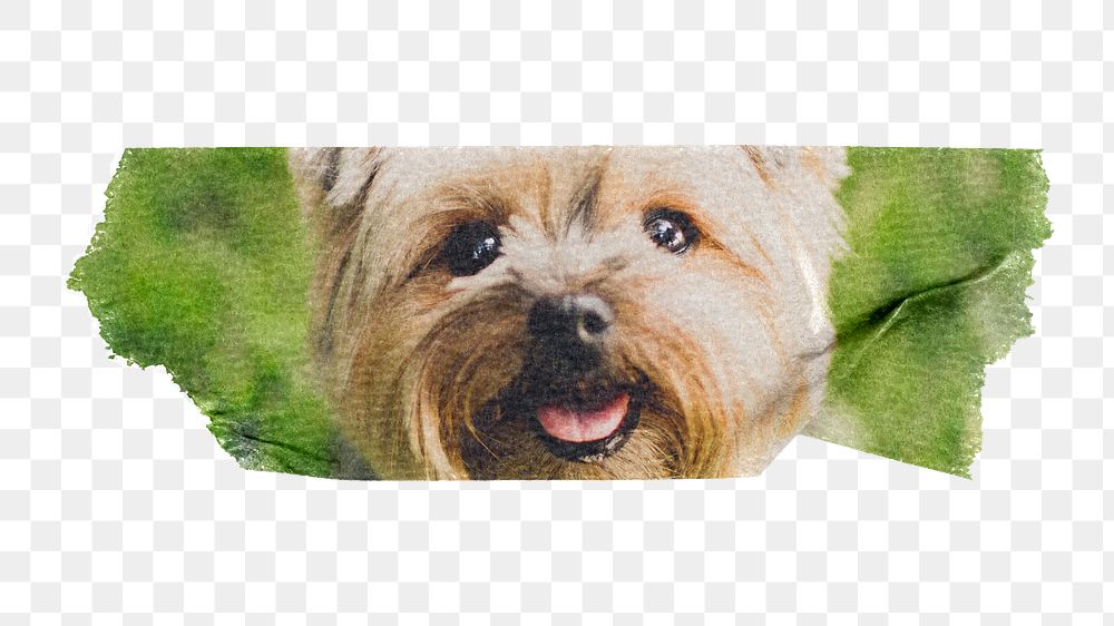 Png Silky Terrier pet puppy sticker, washi tape, transparent background