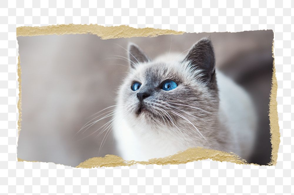 Ragdoll cat png pet sticker, ripped paper, transparent background