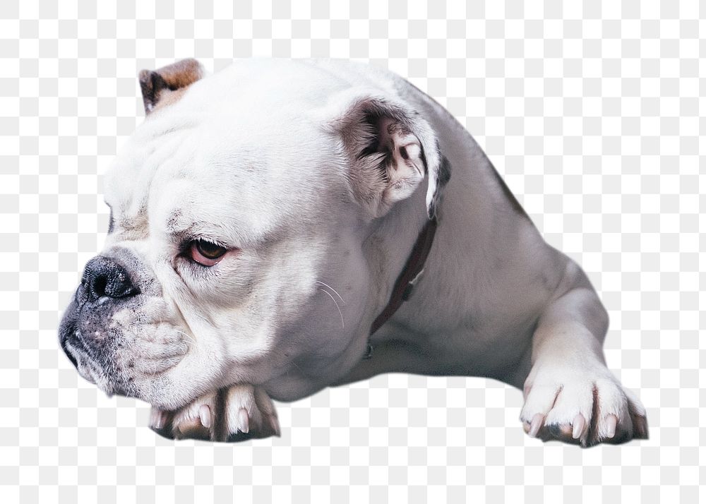 PNG A white bulldog, collage element, transparent background